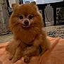 animal, blanket, brown_fur, carpet, companion, cute, dog, domestic, ducklings, floor, fluffy, furniture, houseplant, indoor, living_room, mammal, pet, pomeranian, small_dog, television