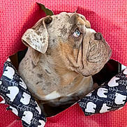 Archibald a rejoint le concours — aidez-le/la à gagner de superbes lots ! animal, blue_eyes, brown_fur, bulldog, close_up, curious, cute, dog, expression, face, festive, hole, holiday, indoor, pet, polar_bear_pattern, portrait, ribbon, white_fur, wrapping_paper