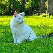Theo is registered to the contest to win money with this photo: cat, white_cat, grass, outdoor, nature, greenery, tree, sunlight, pet, animal, fur, mammal, sitting, peaceful, daytime, leaf, eyes, cute, portrait, forest