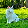cat, white_cat, grass, outdoor, nature, greenery, tree, sunlight, pet, animal, fur, mammal, sitting, peaceful, daytime, leaf, eyes, cute, portrait, forest