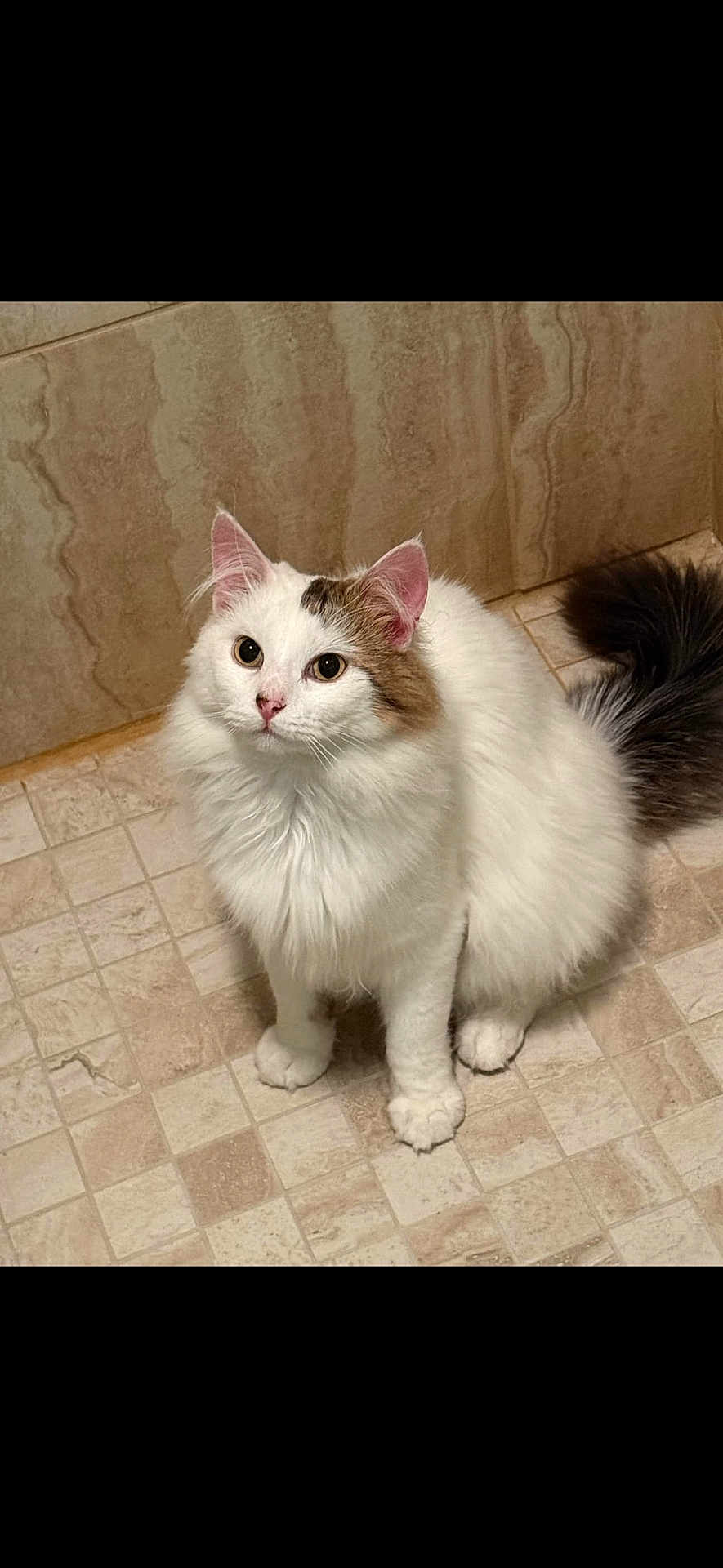 Theo is registered to the contest to win money with this photo: cat, fluffy, white, brown_patch, tail, pet, animal, indoor, floor, tile, curious, sitting, cute, feline, whiskers, ears, paws, domestic, fur, looking_up