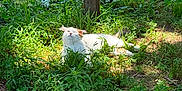Theo is registered to the contest to win money with this photo: cat, grass, tree_trunk, sunlight, outdoor, nature, greenery, animal, pet, relaxing, daylight, fur, whiskers, leaf, plant, sunny, resting, mammal, wildlife, peaceful
