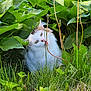 Theo joined the competition — help win amazing prizes! cat, grass, plant, greenery, nature, outdoor, leaf, garden, white_cat, pet, animal, fur, playful, nibbling, daylight, flora, closeup, wildlife, cute, small_animal