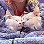 Theo is registered to the contest to win money with this photo: cat, feline, pet, animal, snuggling, sleeping, cozy, fleece_jacket, purple, person, face, smile, hair, pink_hair, blonde_hair, close_up, indoor, warm, affection, cuddling