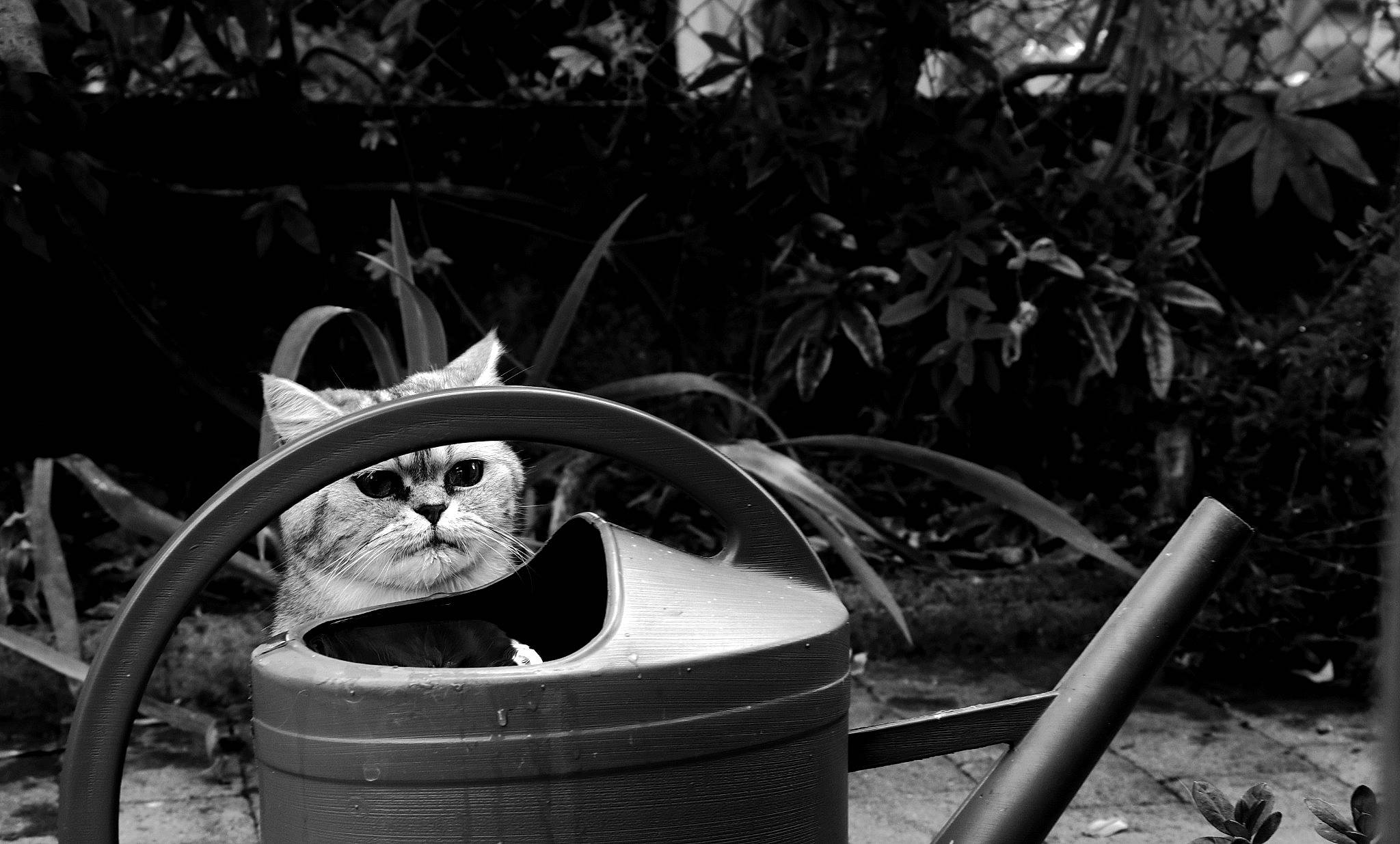 Mistral a rejoint le concours — aidez-le/la à gagner de superbes lots ! alloy_wheel, automotive_tire, automotive_wheel_system, black_and_white, carnivore, cat, felidae, fender, flowerpot, grass, monochrome, monochrome_photography, motor_vehicle, plant, rim, style, tints_and_shades, tire, wheel, wood