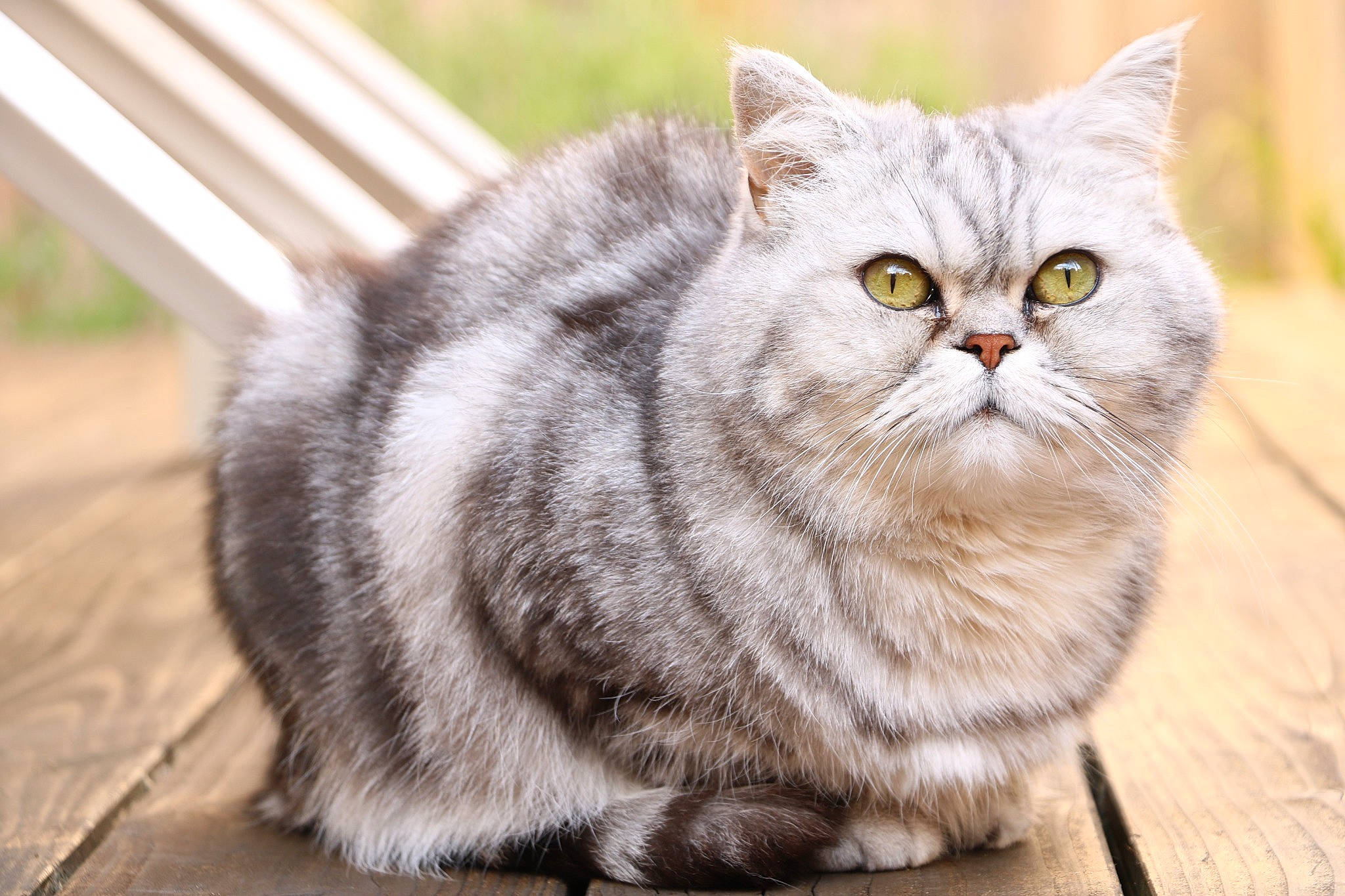 Mistral a rejoint le concours — aidez-le/la à gagner de superbes lots ! carnivore, cat, domestic_short_haired_cat, eye, fawn, felidae, flooring, fur, grass, paw, plant, small_to_medium_sized_cats, snout, tail, terrestrial_animal, tree, whiskers, wildlife, window, wood