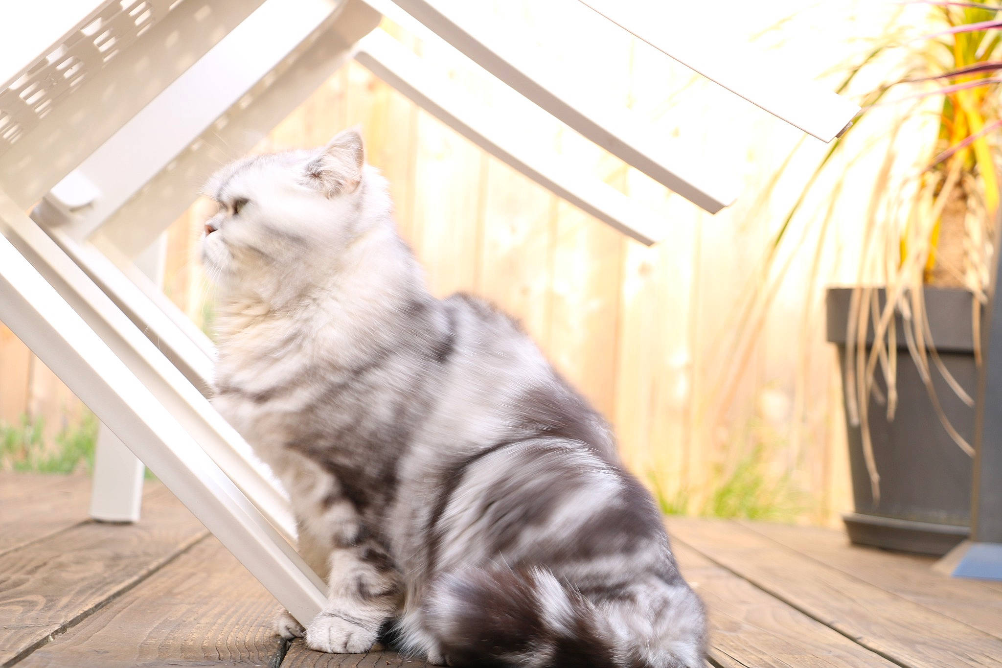 Mistral participe au concours pour gagner de l'argent avec cette photo : carnivore, cat, dog_breed, domestic_short_haired_cat, fawn, felidae, floor, flooring, fur, grass, hardwood, paw, plant, small_to_medium_sized_cats, snout, tail, terrestrial_animal, whiskers, window, wood
