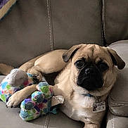 Frankie joined the competition — help win amazing prizes! animal, beige, brown, collar, companion, cute, dog, ears, face, indoor, leather_couch, paw, pet, plush_toy, pug, puppy, relaxed, seated, tag, toy