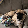 animal, beige, brown, collar, companion, cute, dog, ears, face, indoor, leather_couch, paw, pet, plush_toy, pug, puppy, relaxed, seated, tag, toy
