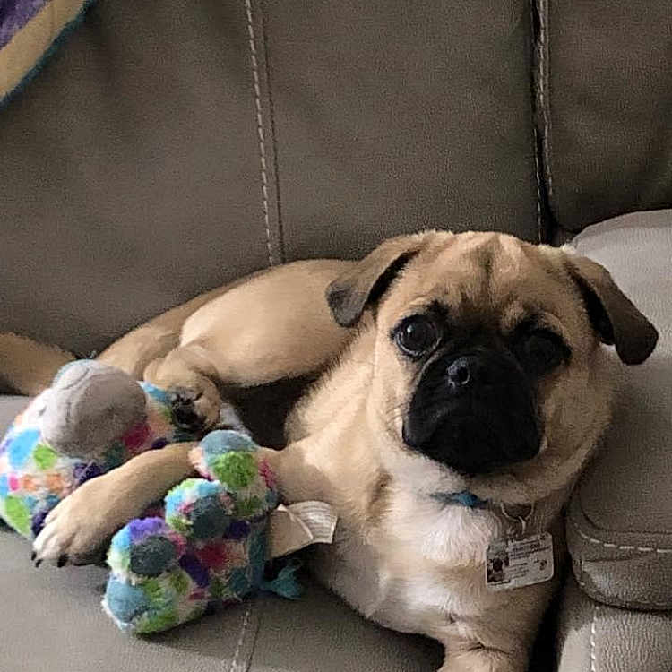 Frankie