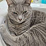 cat, gray_cat, tabby, pet, animal, feline, whiskers, ears, fur, sink, bathroom, domestic_animal, closeup, relaxed, resting, cute, home, indoor, green_eyes, paw