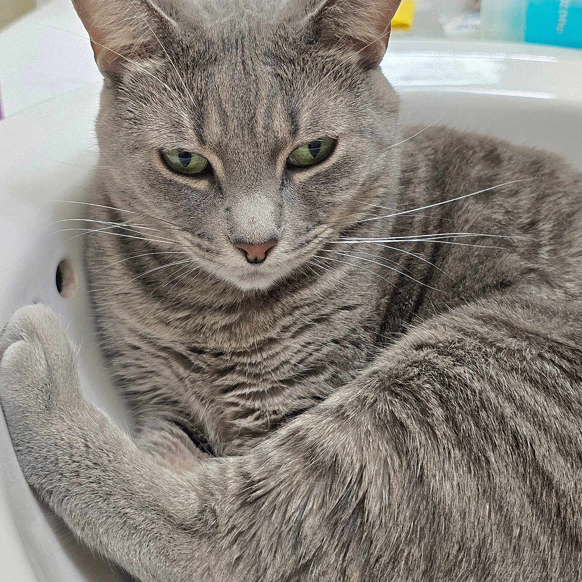 Bella joined the competition — help win amazing prizes! animal, bathroom, cat, closeup, cute, domestic_animal, ears, feline, fur, gray_cat, green_eyes, home, indoor, paw, pet, relaxed, resting, sink, tabby, whiskers