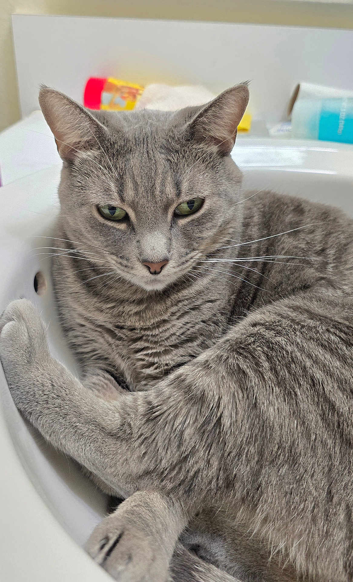 Bella joined the competition — help win amazing prizes! cat, gray_cat, tabby, pet, animal, feline, whiskers, ears, fur, sink, bathroom, domestic_animal, closeup, relaxed, resting, cute, home, indoor, green_eyes, paw