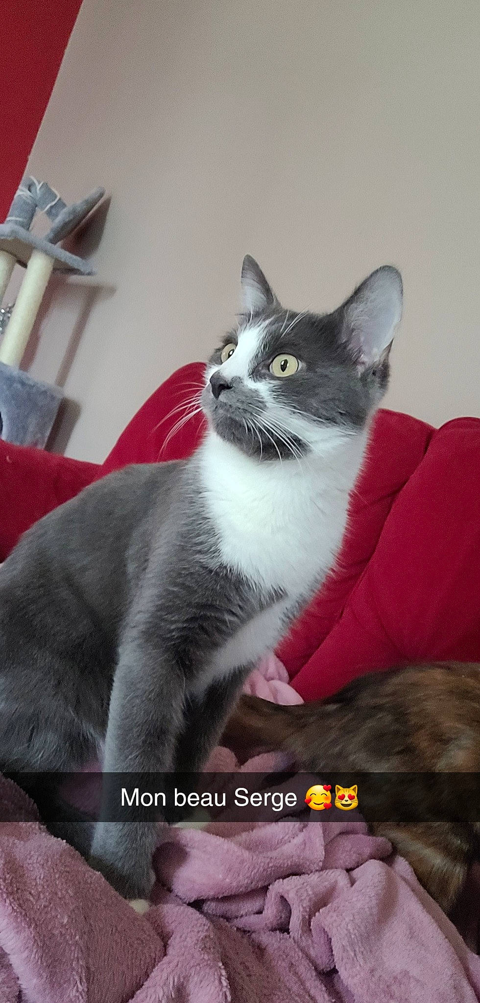 Serge participe au concours pour gagner de l'argent avec cette photo : box, carnivore, cat, comfort, domestic_short_haired_cat, felidae, fur, grey, paw, photo_caption, sitting, small_to_medium_sized_cats, snout, tail, whiskers