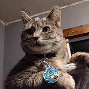Stella is registered to the contest to win money with this photo: cat, close_up, indoor, pet, collar, tag, feline, whiskers, curious, gray_fur, domestic_animal, animal_portrait, window, wall, ears, face, paw, looking_away, house, pet_accessory