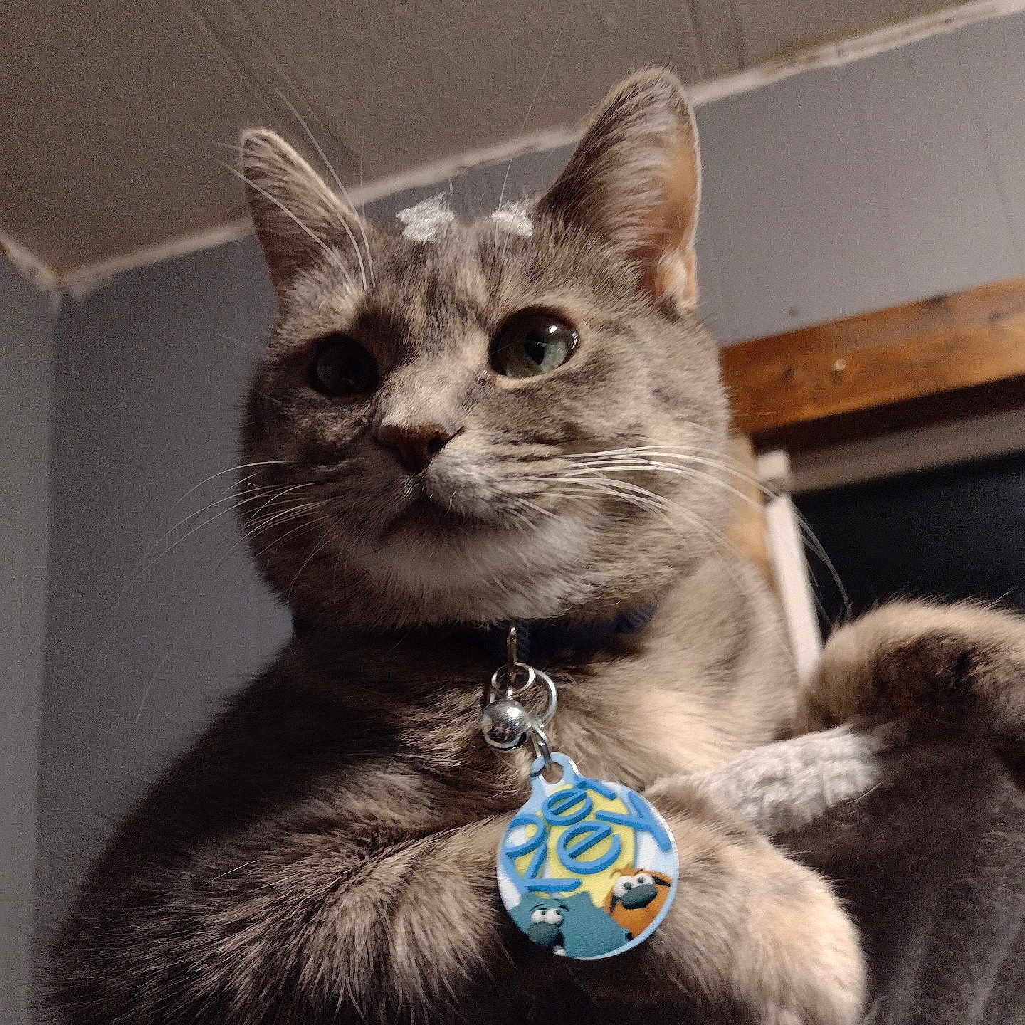 Stella is registered to the contest to win money with this photo: animal_portrait, cat, close_up, collar, curious, domestic_animal, ears, face, feline, gray_fur, house, indoor, looking_away, paw, pet, pet_accessory, tag, wall, whiskers, window