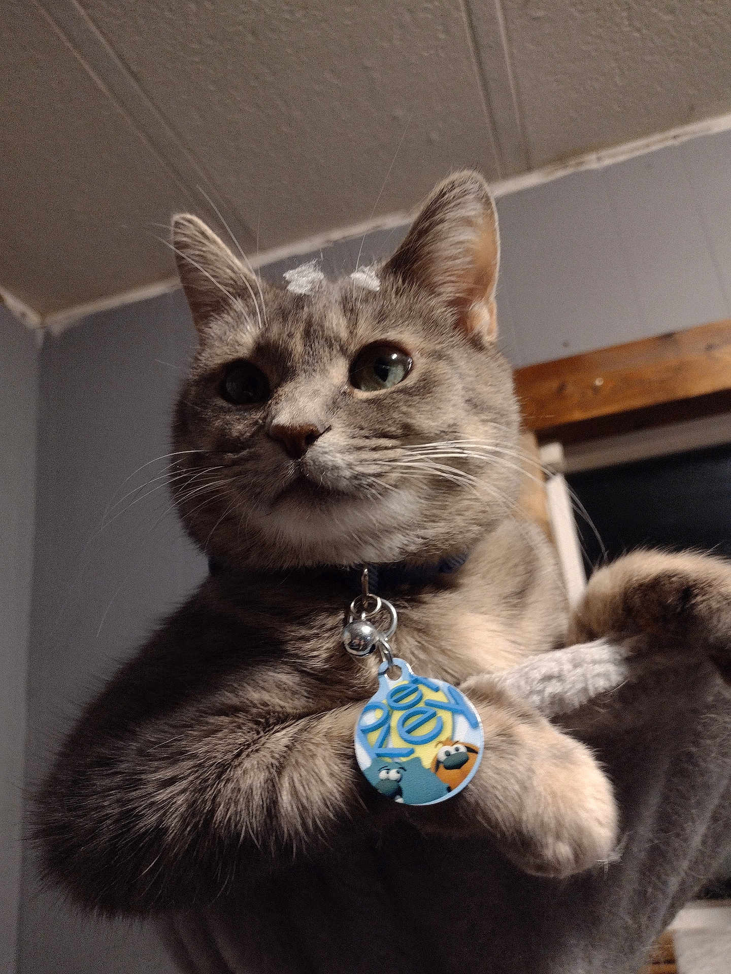 Stella