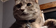 Stella joined the competition — help win amazing prizes! animal, cat, claws, close_up, collar, cozy, curious, cute, domestic_cat, ears, feline, fur, gray_cat, indoor, pet, portrait, soft_surface, tag, whiskers, window
