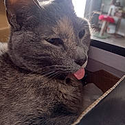 Goobs is registered to the contest to win money with this photo: cat, gray_tabby, close_up, tongue_out, indoor, cardboard_box, feline, pet, fur, whiskers, ear, relaxed, soft_light, cozy, domestic_animal, animal_face, cute, resting, home, natural_light