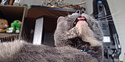 Goobs is registered to the contest to win money with this photo: cat, gray_cat, tongue_out, whiskers, close_up, pet, animal, indoor, furniture, shelf, toys, gray_fur, cute, funny_expression, household, domestic_cat, portrait, looking_up, feline, relaxed