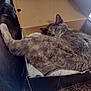 animal, blanket, cardboard_box, cat, comfort, couch, cozy, feline, fur, home, indoor, leather, peaceful, pet, quiet, relaxing, resting, sleeping, soft, tabby