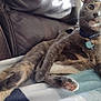 Goobs joined the competition — help win amazing prizes! cat, feline, pet, indoor, leather_couch, blanket, paw, fur, curious, relaxed, collar, tag, whiskers, ears, wide_eyes, stretching, home, cozy, animal, sitting