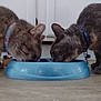animal_pair, blue_bowl, cabinet, cat, close_up, collar, domestic_cat, eating, feeding, feline, floor, fur, household, indoor, kitchen, pet, tabby_cat, tile_floor, two_animals, whiskers