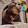 Goobs joined the competition — help win amazing prizes! cat, pet, animal, indoor, food_bowl, kibble, gray_cat_house, curious, close_up, feline, whiskers, cozy, fur, abstract_painting, background, floor, domestic, cute, looking_up, mouth_open