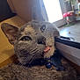 animal, bell, cardboard_box, cat, close_up, collar, cute, ears, feline, fur, gray_cat, home, indoor, light, pet, playful, relaxed, tag, tongue_out, whiskers