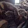 Goobs joined the competition — help win amazing prizes! cat, tabby, gray_cat, sleeping, relaxed, tongue_out, paws, fur, close_up, indoor, blanket, cozy, pet, animal, whiskers, cute, resting, feline, soft, mushroom_decor