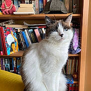 Noodle a rejoint le concours — aidez-le/la à gagner de superbes lots ! cat, feline, white_cat, brown_cat, yellow_chair, bookshelf, books, plush_toy, hat, indoor, pet, sitting, cozy, fur, portrait, animal, cute, domestic, relaxed, furniture
