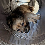 Baylee is registered to the contest to win money with this photo: puppy, dog, pet, fur, eyes, paw, tunnel, fabric, blanket, carpet, close_up, portrait, cute, resting, indoor, snout, whiskers, soft_texture, small_dog, cozy