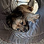 puppy, dog, pet, fur, eyes, paw, tunnel, fabric, blanket, carpet, close_up, portrait, cute, resting, indoor, snout, whiskers, soft_texture, small_dog, cozy