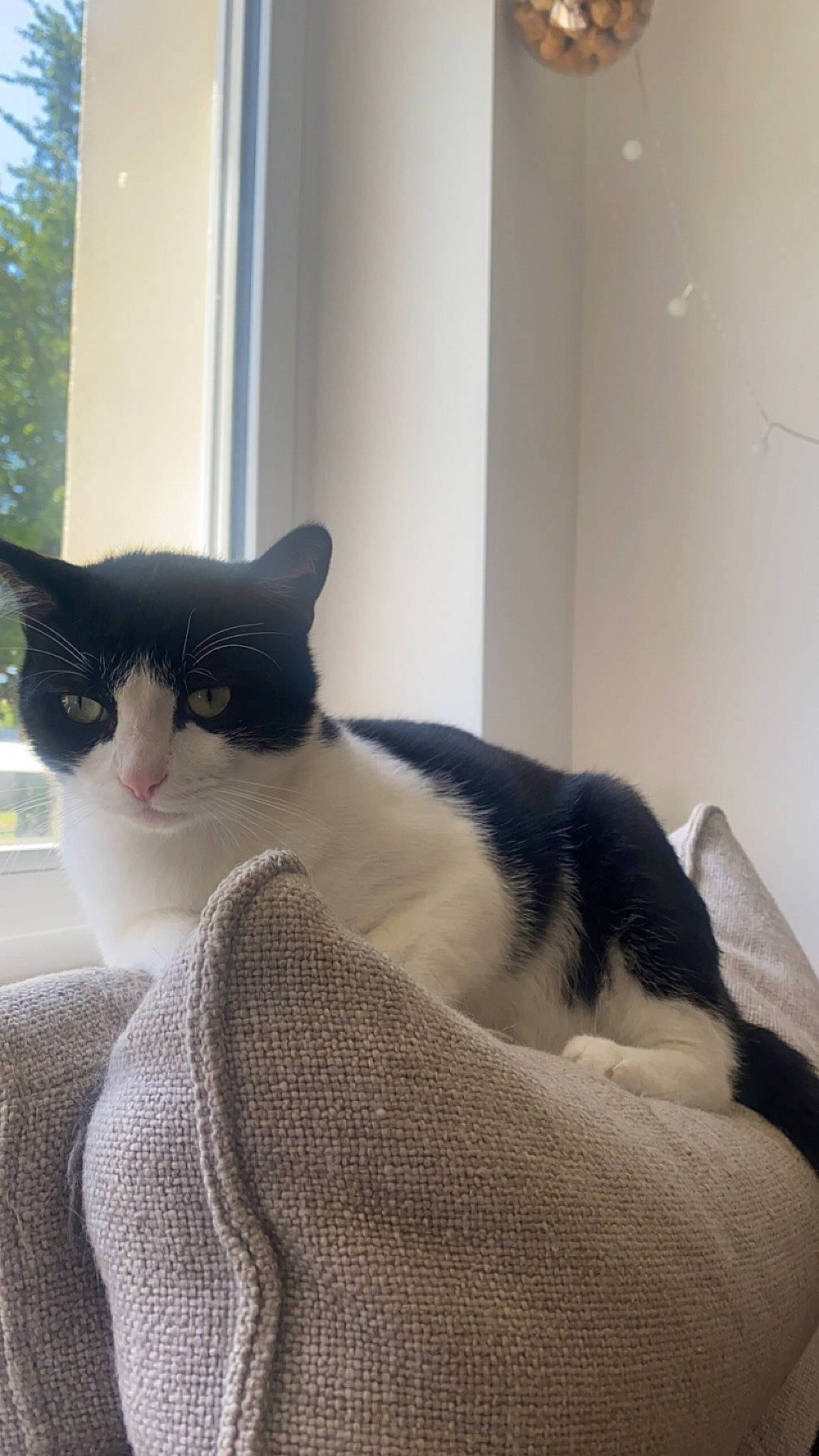 Minou a rejoint le concours — aidez-le/la à gagner de superbes lots ! carnivore, cat, cat_supply, comfort, domestic_short_haired_cat, felidae, fur, grey, monochrome_photography, paw, plant, sitting, small_to_medium_sized_cats, snout, tail, tree, whiskers, window, window_covering, wood