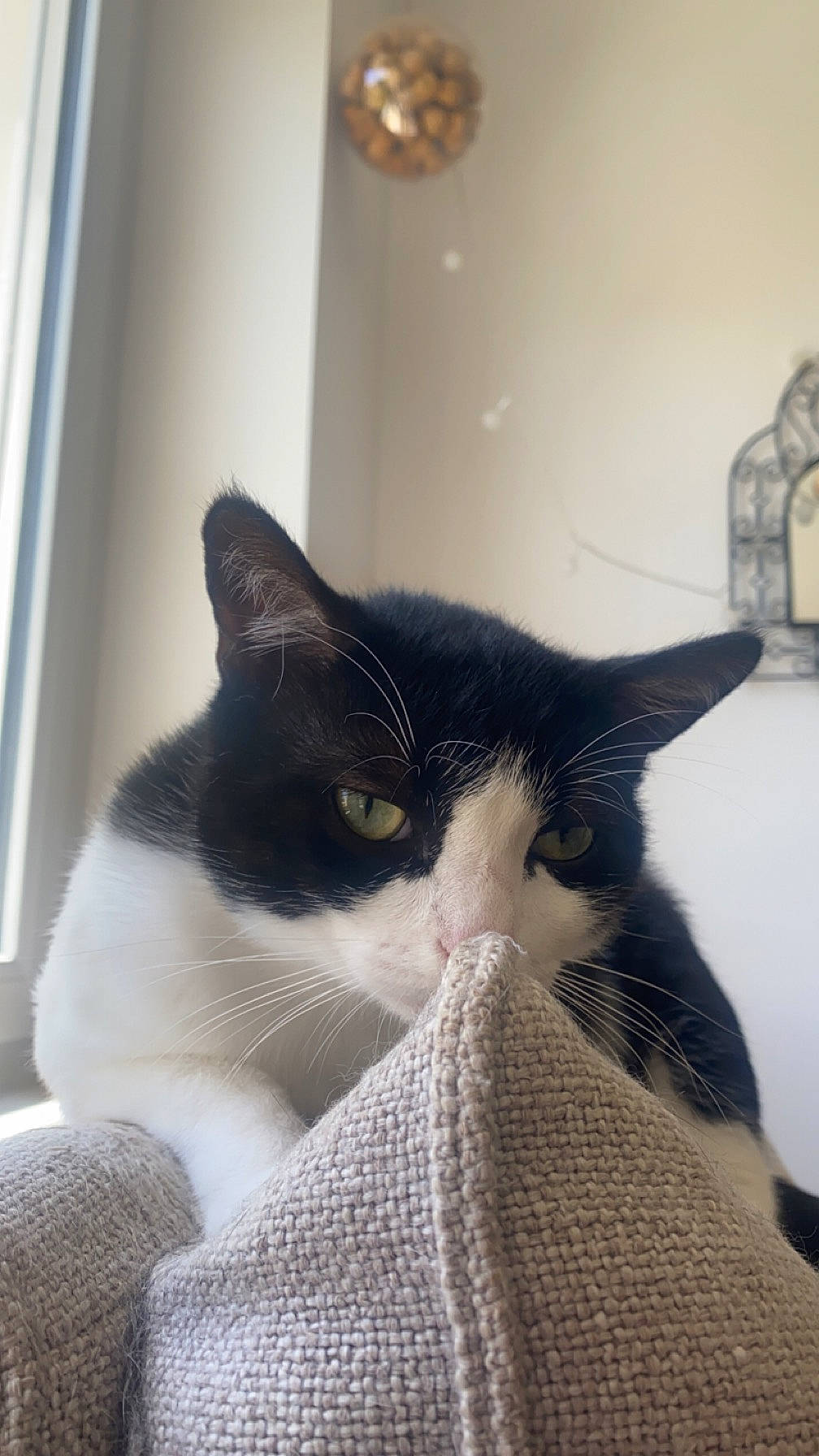 Minou a rejoint le concours — aidez-le/la à gagner de superbes lots ! carnivore, cat, comfort, domestic_short_haired_cat, eye, felidae, flooring, fur, grey, linens, monochrome, monochrome_photography, paw, room, sitting, small_to_medium_sized_cats, snout, tail, whiskers, window