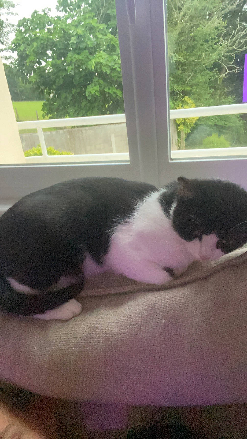 Minou participe au concours pour gagner de l'argent avec cette photo : carnivore, cat, comfort, companion_dog, daylighting, dog_breed, domestic_short_haired_cat, felidae, fur, hardwood, linens, nap, paw, plant, small_to_medium_sized_cats, tail, tree, vertebrate, whiskers, window