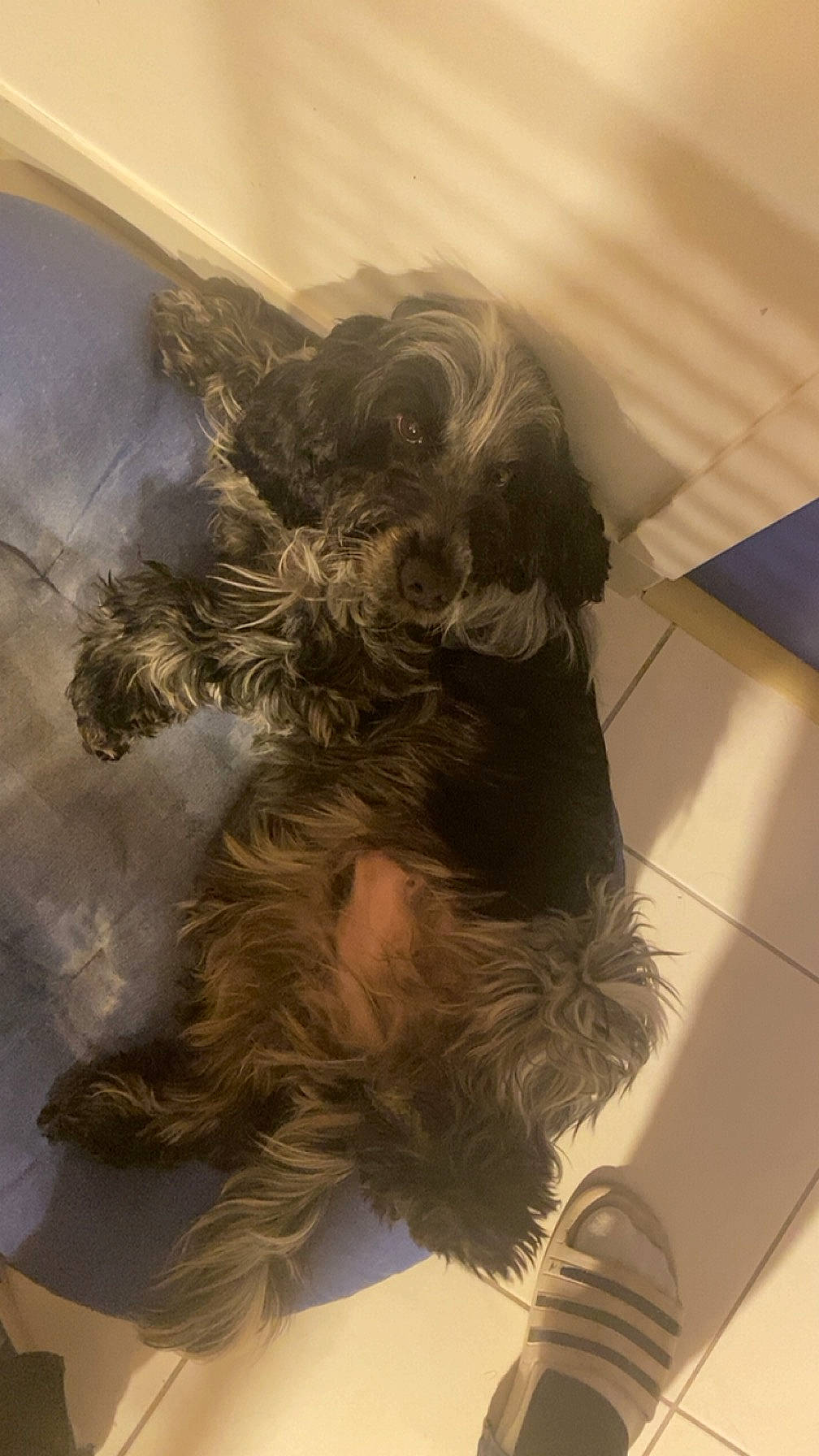 Rhea a rejoint le concours — aidez-le/la à gagner de superbes lots ! canidae, carnivore, companion_dog, dog, dog_breed, fashion_accessory, fawn, flooring, fur, liver, small_terrier, snout, sporting_group, tail, terrier, tints_and_shades, toy_dog, wing, working_animal