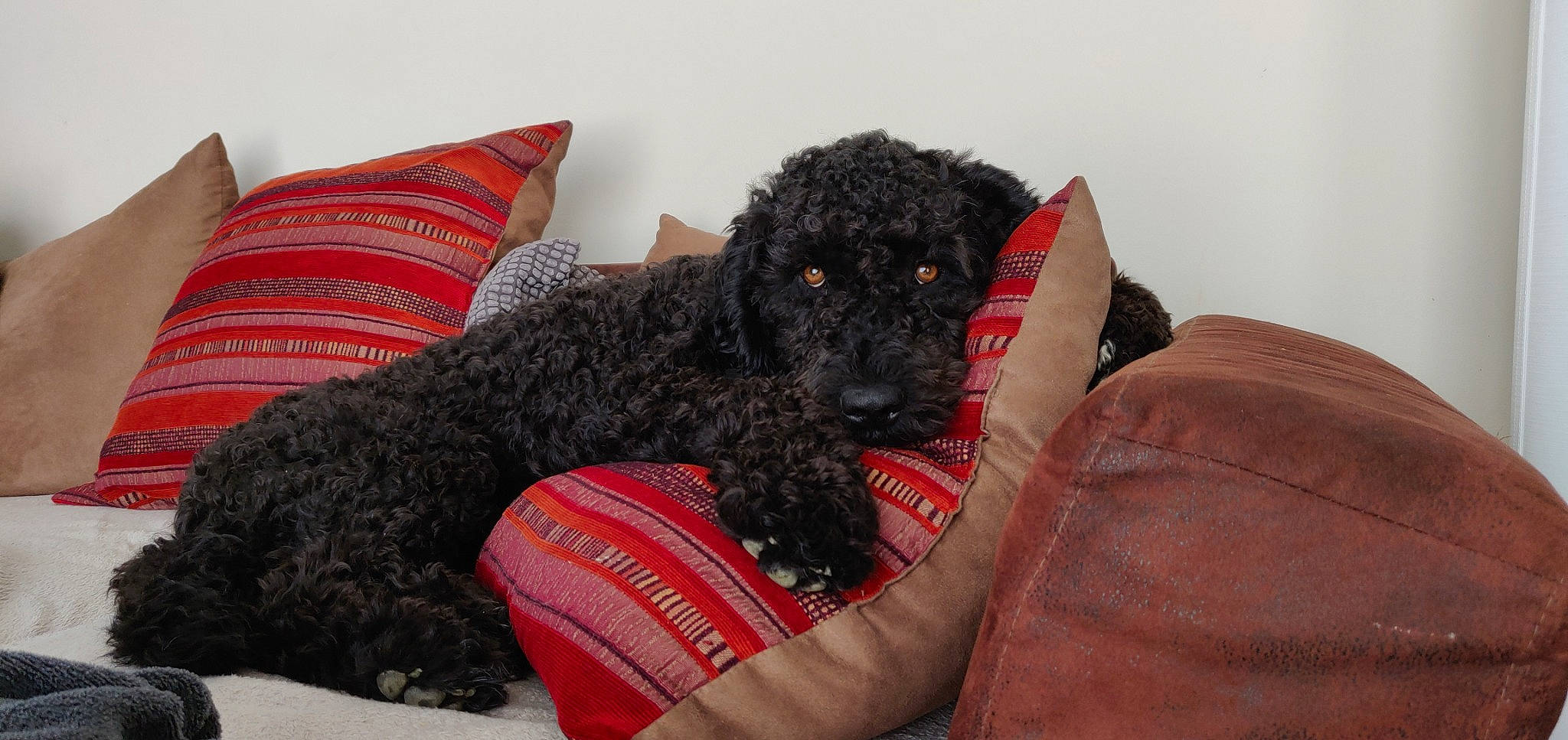 Pomerol a rejoint le concours — aidez-le/la à gagner de superbes lots ! canidae, carnivore, comfort, companion_dog, dog, dog_breed, dog_supply, fur, labradoodle, non_sporting_group, pet_supply, poodle, poodle_crossbreed, sporting_group, standard_poodle, terrier, water_dog, working_animal