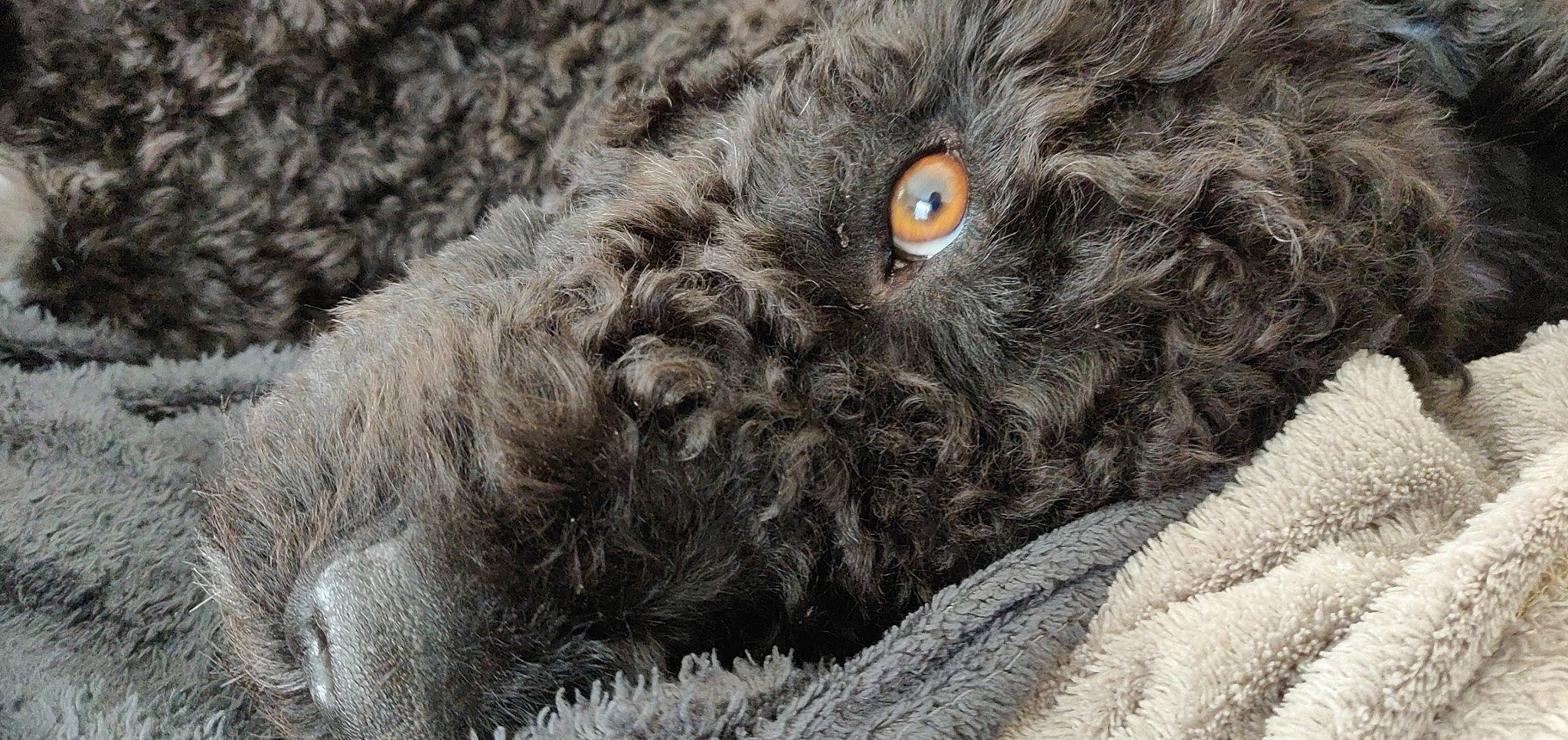 Pomerol a rejoint le concours — aidez-le/la à gagner de superbes lots ! beak, bird_of_prey, carnivore, dog_breed, eye, felidae, grass, grey, hair, leopard, mammal, owl, sheep, small_to_medium_sized_cats, snout, sporting_group, terrestrial_animal, vertebrate, whiskers