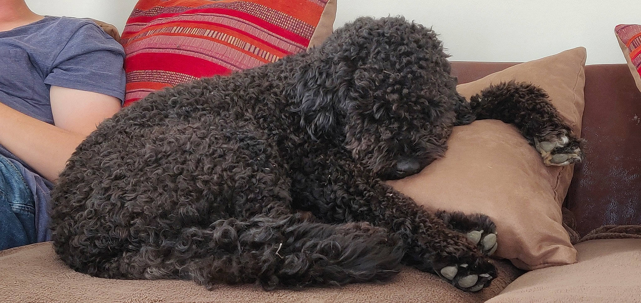 Pomerol participe au concours pour gagner de l'argent avec cette photo : black, carnivore, comfort, companion_dog, dog, dog_breed, fawn, fur, labradoodle, mammal, pattern, poodle, snout, sporting_group, tail, terrier, toy_dog, vertebrate, water_dog, working_animal