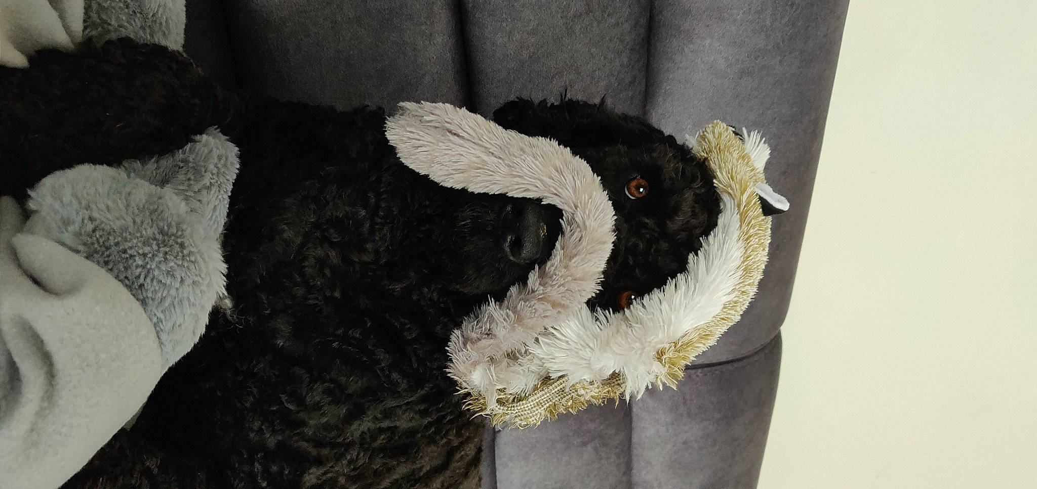 Pomerol participe au concours pour gagner de l'argent avec cette photo : animal_product, art, beak, bovine, costume_design, fashion_accessory, fashion_design, feather, fur, livestock, natural_material, tail, terrestrial_animal, visual_arts, wing, wool, working_animal