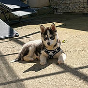Snow participe au concours pour gagner de l'argent avec cette photo : puppy, dog, husky, pet, outdoor, sunlight, concrete, harness, blue_eyes, lounge_chair, shadow, wall, stone_wall, relaxing, animal, young_dog, daylight, backyard, resting, cute