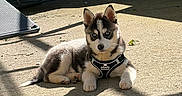 Snow participe au concours pour gagner de l'argent avec cette photo : animal, backyard, blue_eyes, concrete, cute, daylight, dog, harness, husky, lounge_chair, outdoor, pet, puppy, relaxing, resting, shadow, stone_wall, sunlight, wall, young_dog