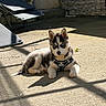 puppy, dog, husky, pet, outdoor, sunlight, concrete, harness, blue_eyes, lounge_chair, shadow, wall, stone_wall, relaxing, animal, young_dog, daylight, backyard, resting, cute