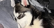 Snow participe au concours pour gagner de l'argent avec cette photo : puppy, dog, sleeping, husky, pet, animal, fur, cozy, blanket, indoors, cute, rest, snout, ear, young, companion, domestic, soft, comfort, relaxation