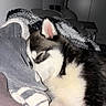 puppy, dog, sleeping, husky, pet, animal, fur, cozy, blanket, indoors, cute, rest, snout, ear, young, companion, domestic, soft, comfort, relaxation