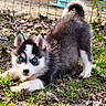 Snow a rejoint le concours — aidez-le/la à gagner de superbes lots ! puppy, husky, dog, blue_eyes, grass, leaves, playful, outdoor, pet, animal, young_dog, nature, fence, cute, fur, ears, tail, ground, daylight, alert