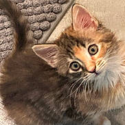 Kitty is registered to the contest to win money with this photo: kitten, cat, tabby, fur, whiskers, ears, eyes, indoor, rug, floor, curious, pet, animal, cute, small, feline, young, looking_up, fluffy, domestic