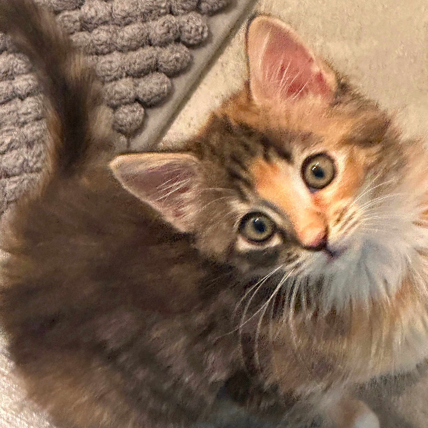 Kitty is registered to the contest to win money with this photo: kitten, cat, tabby, fur, whiskers, ears, eyes, indoor, rug, floor, curious, pet, animal, cute, small, feline, young, looking_up, fluffy, domestic