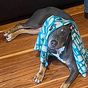 Storm is registered to the contest to win money with this photo: dog, blanket, blue_blanket, hardwood_floor, paw, claws, lying_down, indoors, couch, pet, eyes, nose, muzzle, ears, fur, floor, relaxed, portrait, staring, cozy